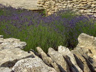 Lavendel 28