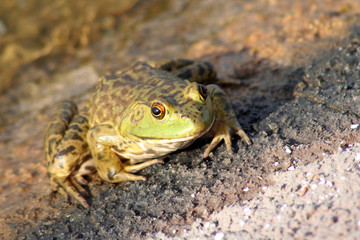 Green frog