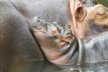 Motherly Love: Baby Hippo's Tender Moment with Mom