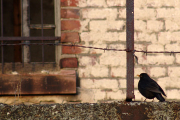 Amsel am Stacheldraht