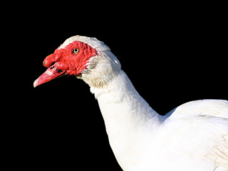 muscovy drake duck