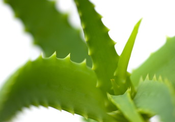 aloe closeup