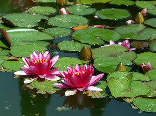 Two beautiful pink water lily (lotus)