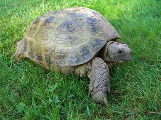 Schildkröte im  Garten