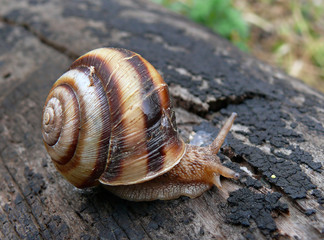 Snail 3