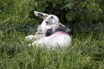 Lamb