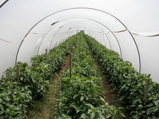 tunnel shaped plastic greenhouse