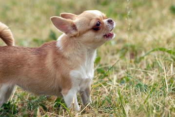   Short-Haired CHIHUAHUA growling and nipping