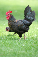 Gallo