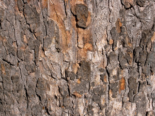 Tree bark, London UK
