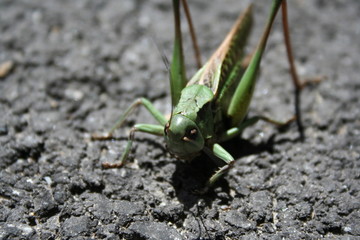 Criquet sur le bitume