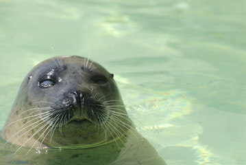 Fototapeta premium a blind seal at the seal sanctuary