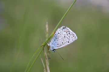Papillon sur une herbe
