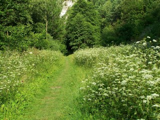 Fototapeta na wymiar path through meadow
