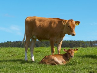 Scottish dairy cow and calf © skankimages