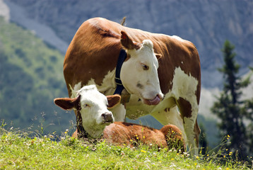 Cows in the Alps
