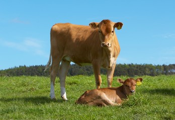 two dairy cows