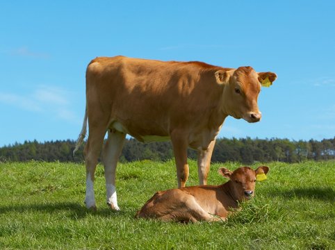 Scottish dairy cow and calf