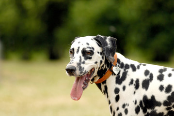  .head of dalmatian  on a green background