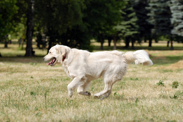 golden retriver running in the forest