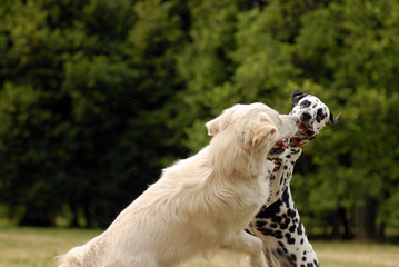  .dalmatian and  labrador play in the forest