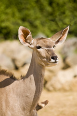 Greater Kudu (tragelaphus strepsiceros)  - portrait orientation