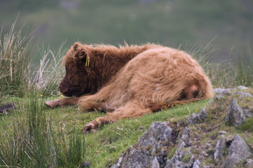 Highland Cow laying in field - landscape orientation