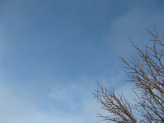 Sky with barren tree branches on right