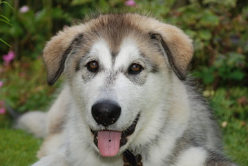 Malamute Husky