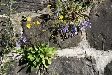 durchsetzungsvermögen der natur