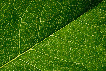 green leaf texture