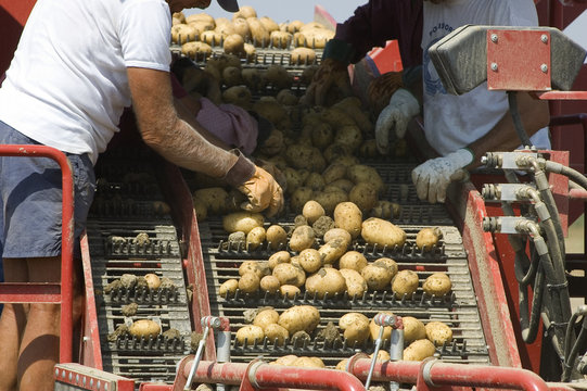 Potatoes selection