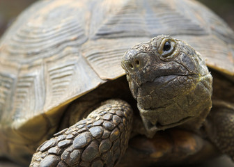 Naklejka premium Spur-Thighed Tortoise - Turtle