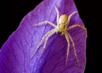 Yellow Spider on an Iris Flower