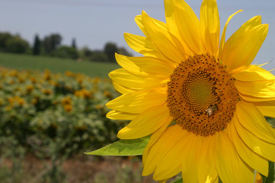 Summer is around the corner - a blooming yellow sunflower.
