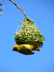 Southern Masked Weaver and his nest