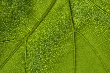 macro shot of a vine leaf