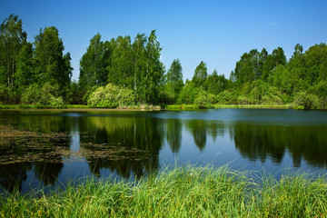 Pond,birches
