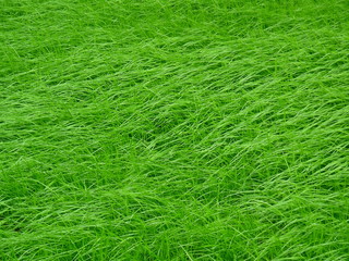 Gras