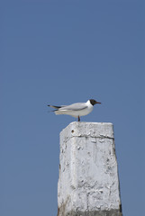 a black-headed gull at a mooring mast