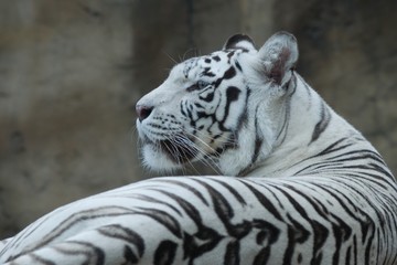 Bengal tiger