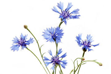 Fototapeta premium cornflowers