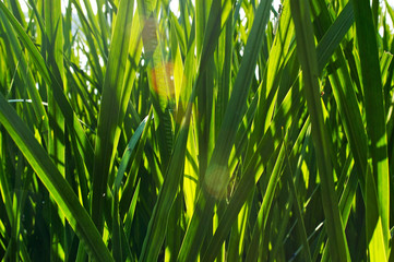 A close up of green grass