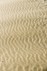 texture sable