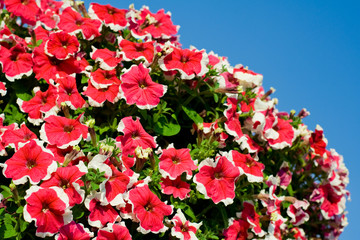 Red petunias