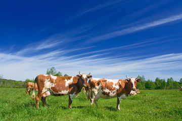 Fototapeta na wymiar Stado krów wypasanych na pastwiskach