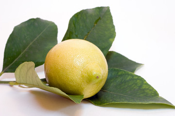 lemon and leaf