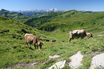kühe beim grasen in idyllischer bergwelt