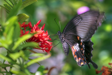 vibrating butterfly (Pachliopta aristolochiae)