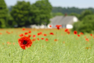 Red poppy and framland